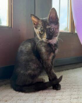 Pepper -  Tortoiseshell Cat for Adoption in Mission Viejo, California - Pepper | PetCurious