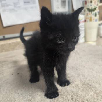Empanada -  Domestic Short Hair Cat for Adoption - Empanada | PetCurious