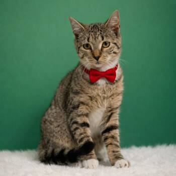 Domestic Short Hair Cats Available for Adoption in Binghamton, New York - Pop Muzik | PetCurious