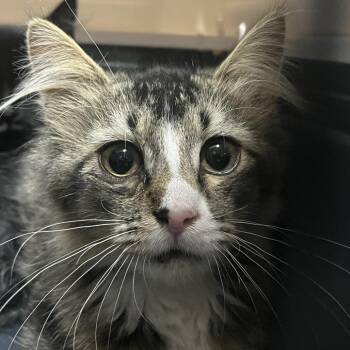 Bug(Working Cat) -  Domestic Medium Hair Cat for Adoption in Idaho Falls, Idaho - Bug(Working Cat) | PetCurious
