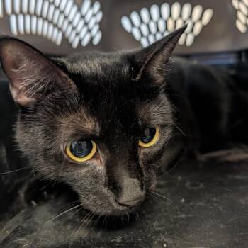 Jinx -  Domestic Short Hair Cat for Adoption in Clearwater, Florida - Jinx | PetCurious