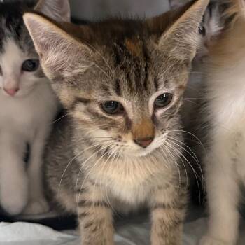 Domestic Short Hair Cats Available for Adoption in Houston, Texas - Waverly | PetCurious