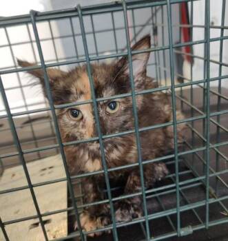 Domestic Short Hair Cats Available for Adoption in Lafayette, Indiana - Carrie T18 | PetCurious