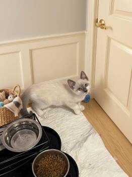 JJ -  Siamese Cat for Adoption in Johnson City, Tennessee - JJ | PetCurious