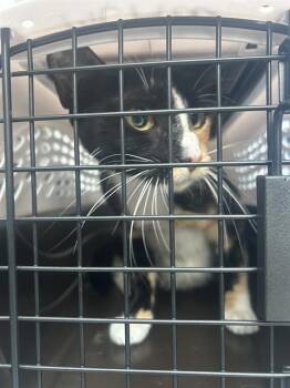 Rescue Domestic Short Hair Cats for Adoption in Palmetto, Florida - A132755 | PetCurious