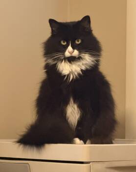 Jilly* -  Domestic Long Hair Cat for Adoption in Breinigsville, Pennsylvania - Jilly* | PetCurious