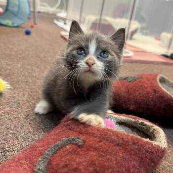 Pudding (FIV+) -  Domestic Short Hair Cat for Adoption in Ashland, Massachusetts - Pudding (FIV+) | PetCurious