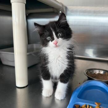 Hopper -  Domestic Long Hair Cat for Adoption in Spanish Fork, Utah - Hopper | PetCurious