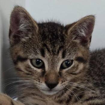 Teddy Chapin, adopt with Oscar and Muffy -  Domestic Short Hair Cat for Adoption in Hudson, Massachusetts - Teddy Chapin, Adopt With Oscar And Muffy | PetCurious