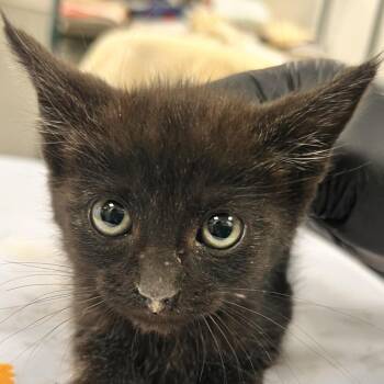 Amore -  Domestic Short Hair Cat for Adoption in Las Cruces, New Mexico - Amore | PetCurious
