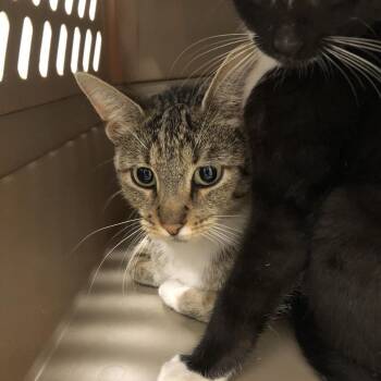 Ladybug/OPAC6890 -  Domestic Short Hair Cat for Adoption in Oak Park, Illinois - Ladybug/OPAC6890 | PetCurious
