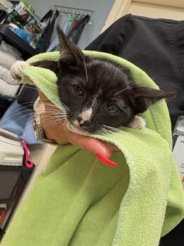 Domestic Short Hair Cats Available for Adoption in Riverside, California - A1919718 | PetCurious