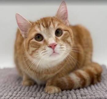 Domestic Short Hair Cats Available for Adoption in Bowling Green, Kentucky - Copper | PetCurious