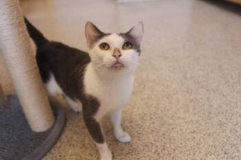 Hokey Pokey Smokey -  Domestic Short Hair Cat for Adoption in Chestertown, Maryland - Hokey Pokey Smokey | PetCurious