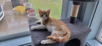 Toby -  American Shorthair Cat for Adoption in Roanoke, Alabama - Toby | PetCurious