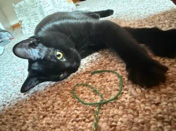 Rescue Domestic Short Hair Cats for Adoption in Renton, Washington - Misty | PetCurious