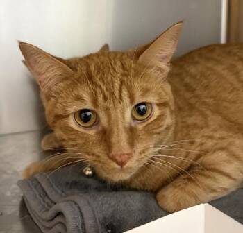 Chucky -  Domestic Short Hair Cat for Adoption in Golden, Colorado - Chucky | PetCurious