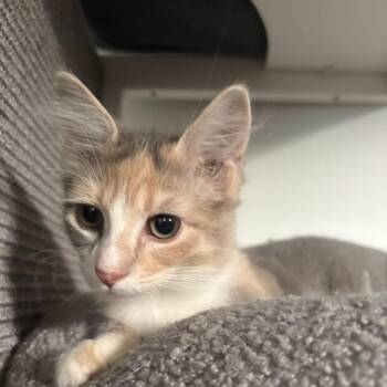 Kneazle -  Domestic Medium Hair Cat for Adoption in Fredericksburg, Virginia - Kneazle | PetCurious