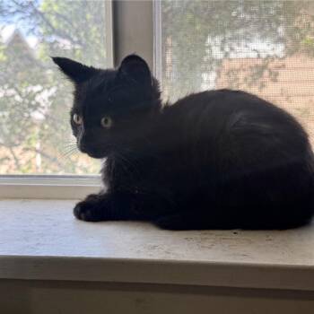 Flop -  Domestic Short Hair Cat for Adoption in Klamath Falls, Oregon - Flop | PetCurious