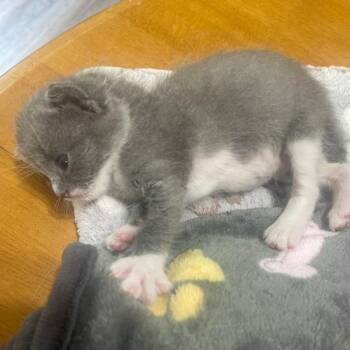 Craig -  Domestic Short Hair Cat for Adoption in Bentonville, Arkansas - Craig | PetCurious