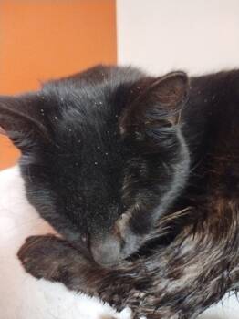 Rescue Domestic Short Hair Cats for Adoption in Simcoe, Ontario - Hoep | PetCurious