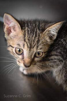 Rogue -  Domestic Short Hair Cat Available for Adoption in Elmwood, Louisiana - Rogue | PetCurious