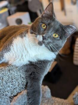 Muffin aka Big Baby -  Domestic Short Hair Cat Available for Adoption in Newburgh, New York - Muffin Aka Big Baby | PetCurious