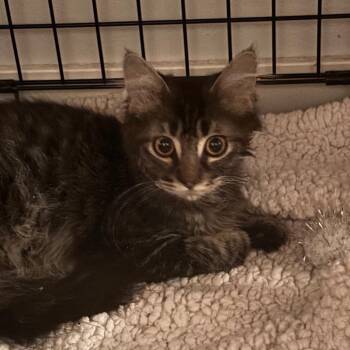 Garbanzo -  Domestic Medium Hair Cat for Adoption in Madison, Wisconsin - Garbanzo | PetCurious