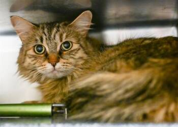 Domestic Long Hair Cats Available for Adoption in Colorado Springs, Colorado - NORAH | PetCurious