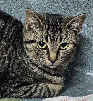 Domestic Short Hair Cats Available for Adoption - Amilia | PetCurious