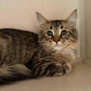 Tillie 260678 -  Domestic Long Hair Cat for Adoption in Gladstone, Michigan - Tillie 260678 | PetCurious