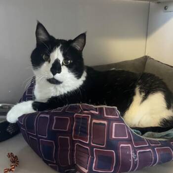 Kitty -  Domestic Short Hair Cat for Adoption in Prescott, Arizona - Kitty | PetCurious