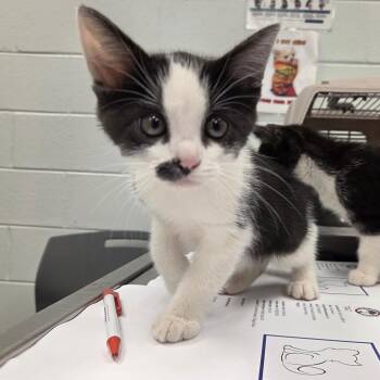 Toe -  Domestic Short Hair Cat for Adoption in Chattanooga, Tennessee - Toe | PetCurious