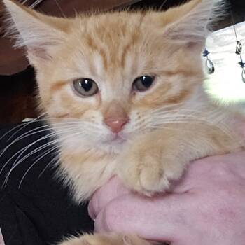 Rescue Domestic Short Hair Cats for Adoption in Canton, Illinois - Damien | PetCurious