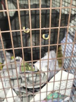 Domestic Short Hair Cats Available for Adoption - MOUSE | PetCurious