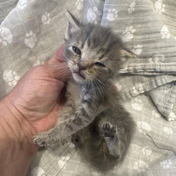 Talan -  Domestic Short Hair Cat for Adoption in Abilene, Texas - Talan | PetCurious