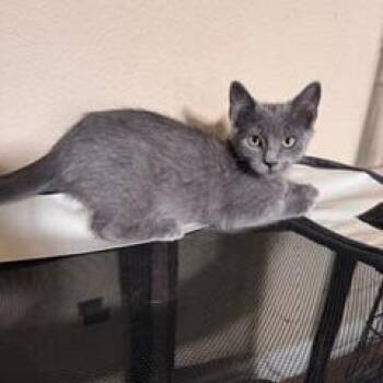 Tikka -  Domestic Short Hair Cat Available for Adoption in Buchanan Dam, Texas - Tikka | PetCurious