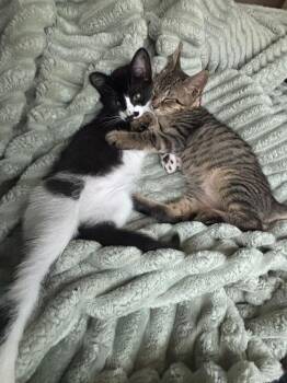Dumplyn -  Domestic Short Hair Cat for Adoption in St. Cloud, Florida - Dumplyn | PetCurious