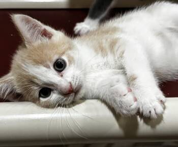 Rescue Domestic Short Hair Cats for Adoption in Irondequoit, New York - Starling | PetCurious