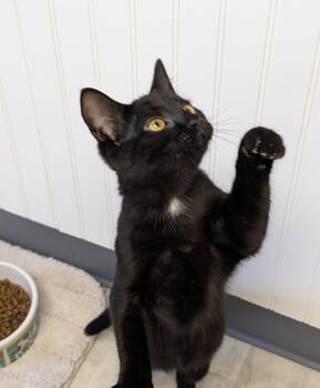 Onyx -  Domestic Short Hair Cat for Adoption in Brockport, New York - Onyx | PetCurious