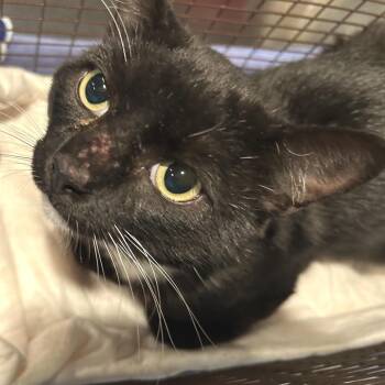 IVHS-Stray-143875 -  Domestic Short Hair Cat for Adoption in San Gabriel, California - IVHS-Stray-143875 | PetCurious