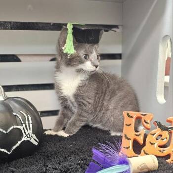 Cetus -  Domestic Short Hair Cat for Adoption in Lynchburg, Virginia - Cetus | PetCurious