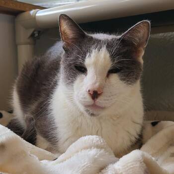 Matty "Madison" -  Domestic Short Hair Cat for Adoption in Denver, Colorado - Matty "Madison" | PetCurious