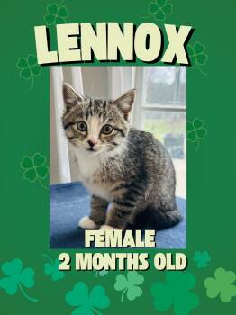 Domestic Short Hair Cats Available for Adoption - Lennox | PetCurious