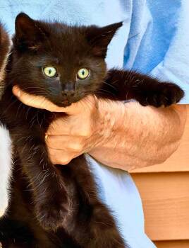 Kali - Sweet and affectionate -  Domestic Short Hair Cat for Adoption in Muskego, Wisconsin - Kali - Sweet And Affectionate | PetCurious