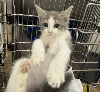 Matcha -  Domestic Short Hair Cat for Adoption in Raleigh, North Carolina - Matcha | PetCurious
