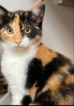 Emma -  Domestic Short Hair Cat for Adoption in Dayton, Minnesota - Emma | PetCurious