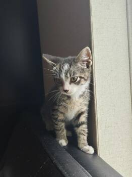 Bandit -  Domestic Short Hair and Tabby Cat for Adoption in Murray, Kentucky - Bandit | PetCurious