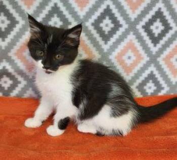 Petunia -  Domestic Short Hair Cat for Adoption in Bucyrus, Ohio - Petunia | PetCurious