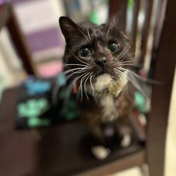 Frodo -  Domestic Short Hair and Russian Blue Cat for Adoption in Bountiful, Utah - Frodo | PetCurious